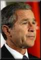 bush1